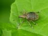Liophloeus tessulatus